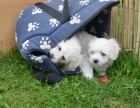 tata Coton de Tulear