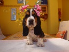 Basset Hound, Basset, Baset