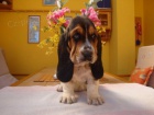 Basset Hound, Basset, Baset