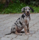 Prodm tata leopardho psa (Catahoula) s PP