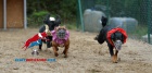 trnink Dog Racing