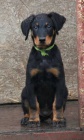 Beauceron ttka s PP