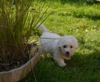 tn Coton de Tulear