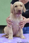 Chesapeake bay retriver s PP(podob.hn.labradorovi)