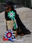 Beauceron tn