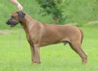 ttka rhodskho ridgebacka