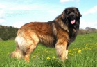 Leonberger s PP