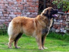 Leonberger s PP