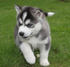 Sibisk Husky tata    