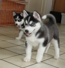 Sibisk Husky tata    