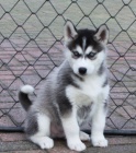 Sibisk Husky tata    