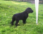 Flat coated retriever