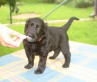 Flat coated retriever