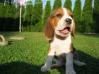 bgl beagle tata