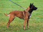 Belgick ovk-Malinois