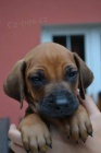 Rhodsk ridgeback s PP - k odbru jen 2014