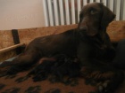 Flat coated retriever s PP