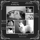 Maltzsk psk s PP