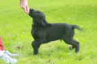 Flat coated retriever