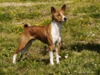 Zadm tn basenji