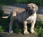 BOERBOEL  S PP -  fenka