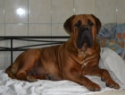 BOERBOEL  S PP -  fenka