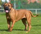 BOERBOEL  S PP -  fenka