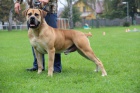 BOERBOEL  S PP -  fenka