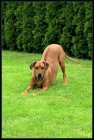 Rhodsk ridgeback