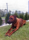 Rhodsk ridgeback