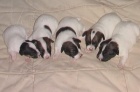 Jack Russel terier