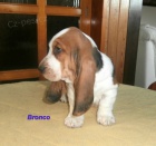 Basset hound-tata