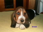 Basset hound-tata