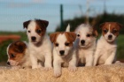 jack russell terrier s PP