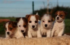 jack russell terrier s PP