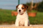 jack russell terrier s PP