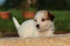 jack russell terrier s PP