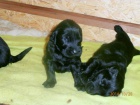 Flat coated retriever s PP