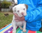  Americk buldok - American Bulldog