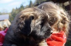 Leonberger teniatka s PP