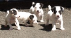 jack russell terier