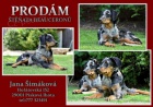 Beauceron- strakat spolenk a ochrnce s PP