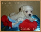 Maltzsk psk s PP