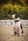 Miniaturn bullterrier