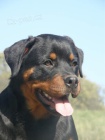 rottweiler - 1/2 ron fena s pp