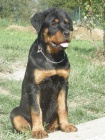 rottweiler - 1/2 ron fena s pp