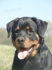 Rottweiler -  fena s prkazem pv.