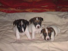 Jack Russel Terier