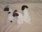Jack Russel Terier