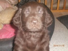 Flat coated retriever s PP